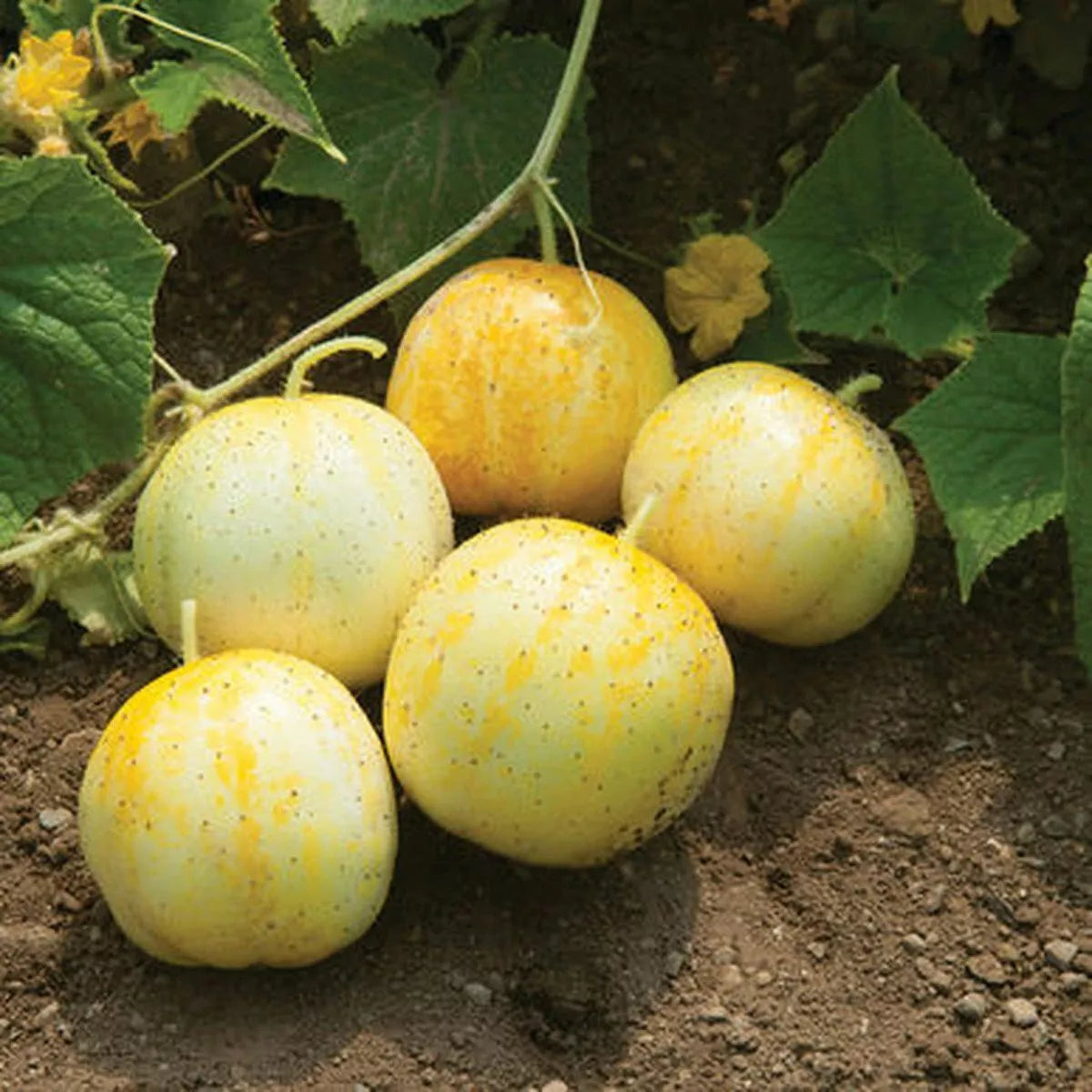 Lemon Cucumber Seeds Budamkaya Variety Non-GMO Heirloom Organic Cucumis sativus for Home Gardening