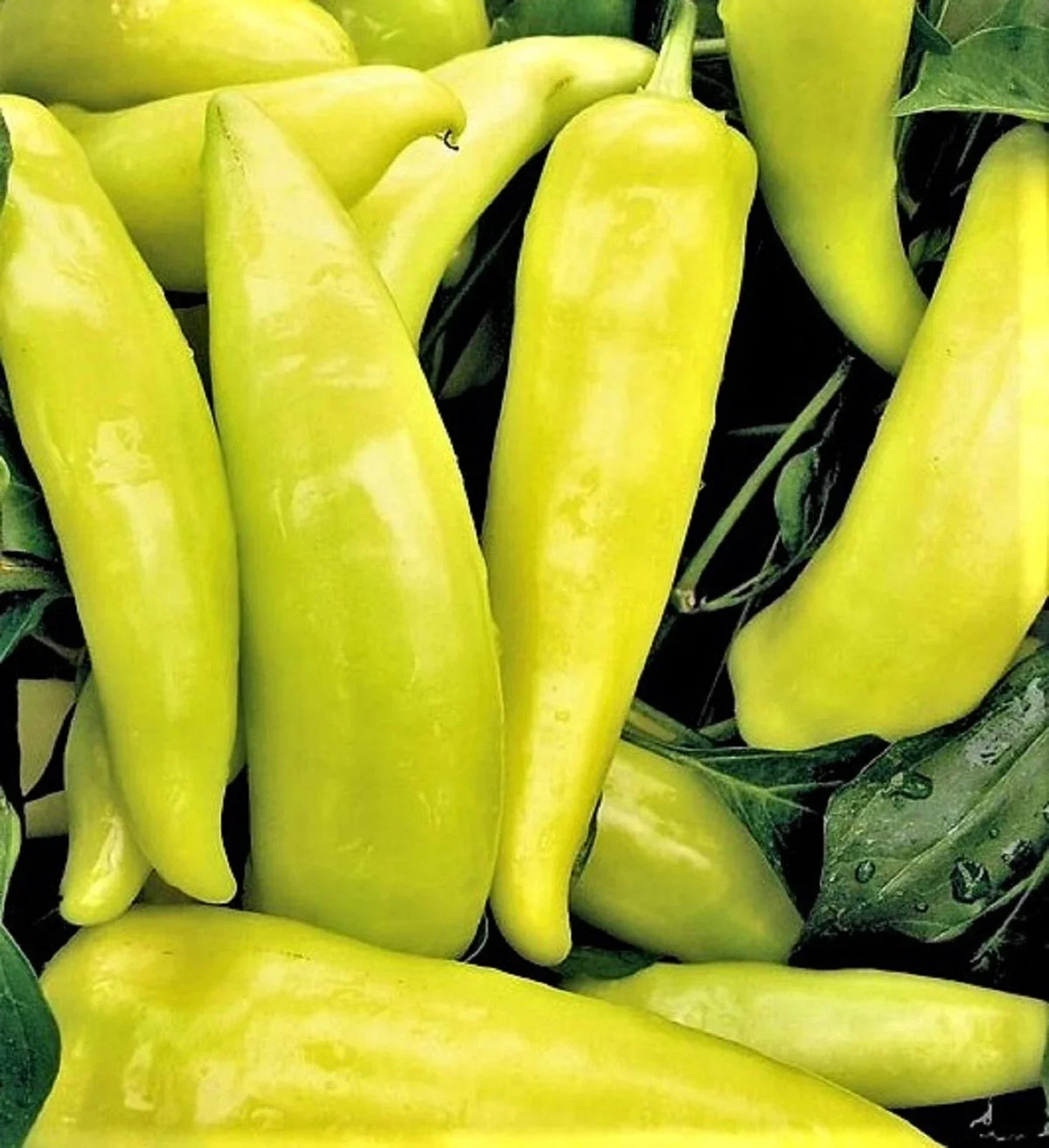Hungarian Sweet Wax Pepper Seeds - 100+ Non-GMO Seeds - Capsicum annuum - Ideal for Gardens and Container Planting