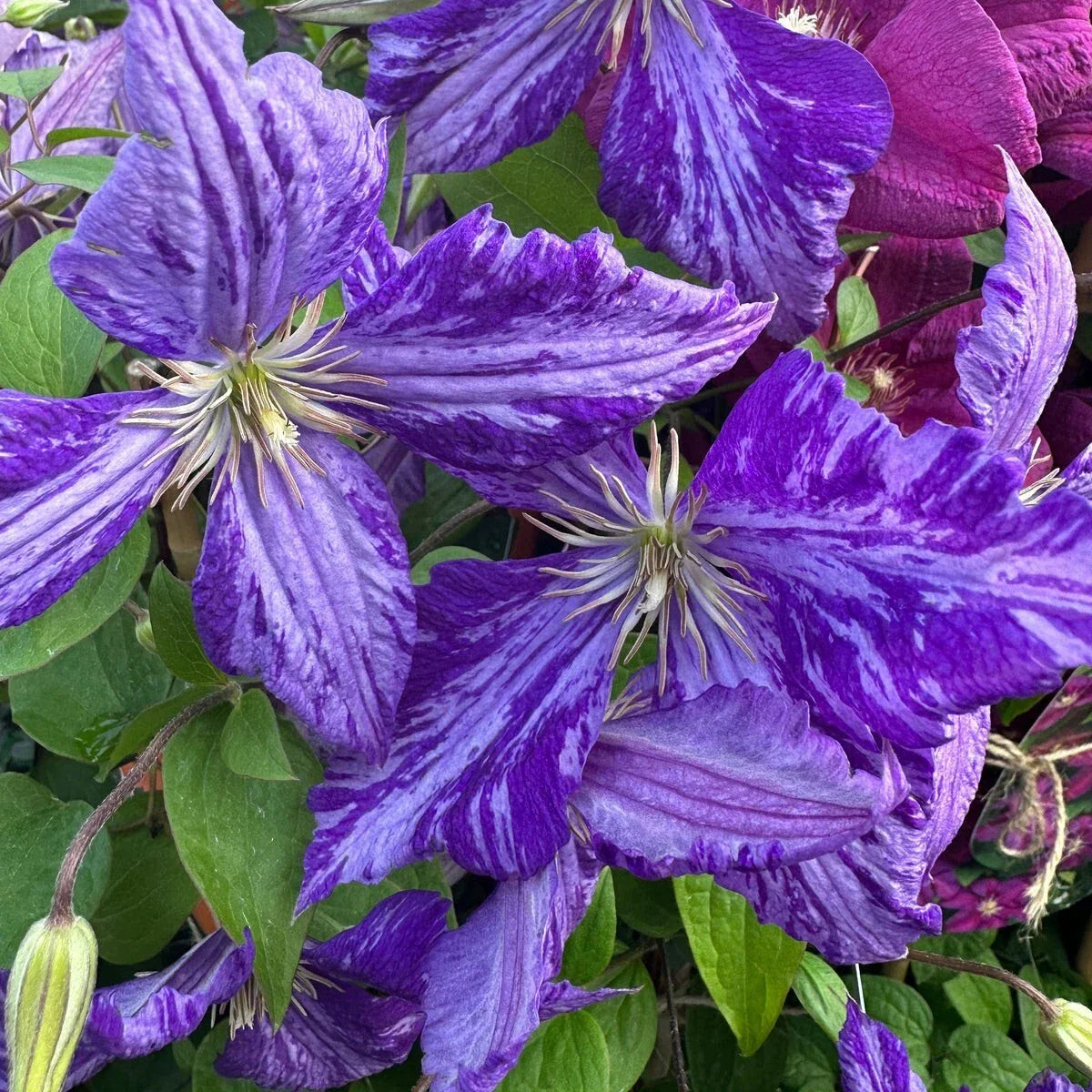 Tie Dye Clematis Plant - 6" Dark Purple/Silver Flowers - 2.5" Pot - Clematis viticella - Climbing Garden Perennial