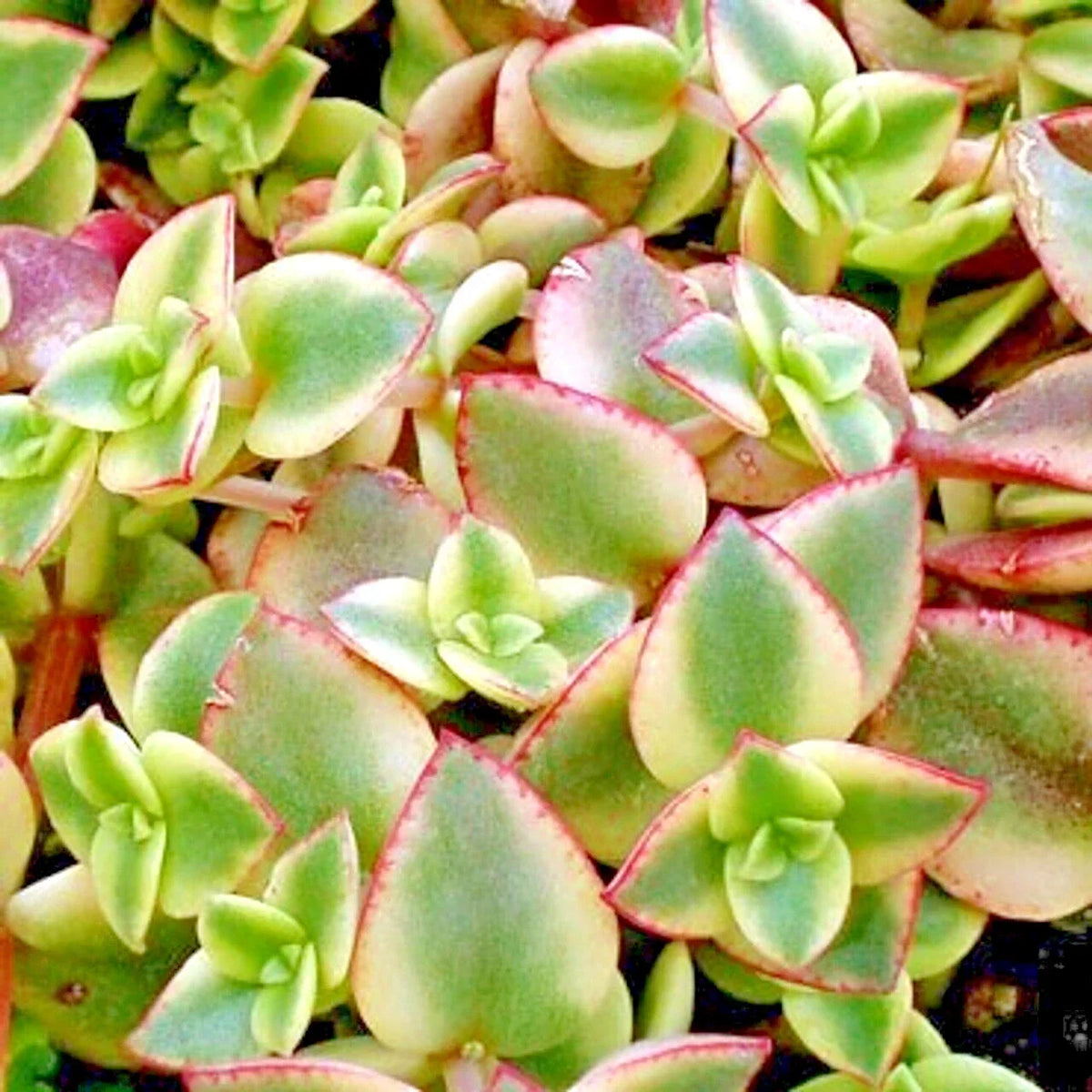 Succulent Live Plants Pair 1" Variegated Crassula Perforata 'Variegata' - Gray-Green Leaves with Red/Yellow Margins
