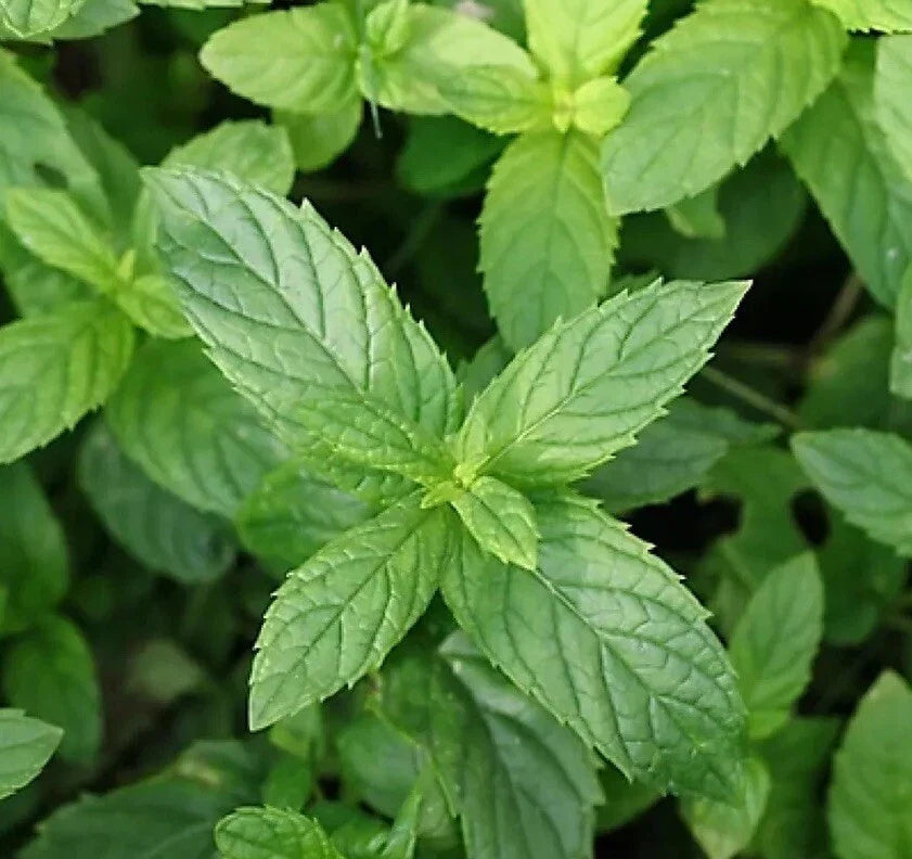 Peppermint Seeds 500+ Non-GMO Aromatic Perennial Mentha × piperita for Culinary Use and Easy Container Gardening