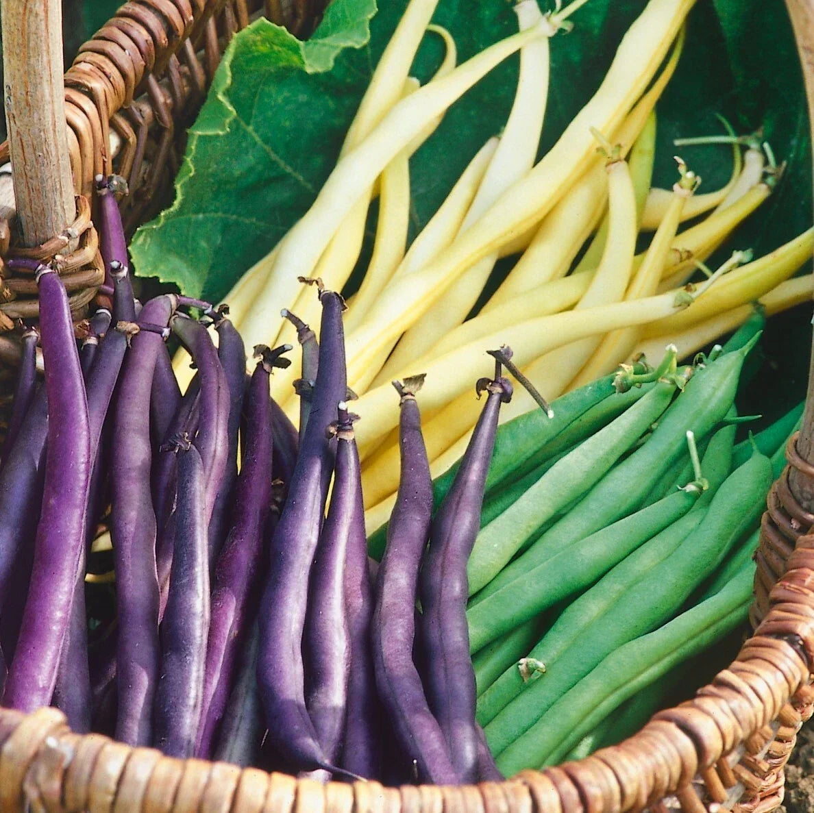 Bulk Mardi Gras Bean Seeds Mix - Tricolor Purple Yellow Green - Phaseolus vulgaris - High-Quality Non-GMO Gardening Seeds