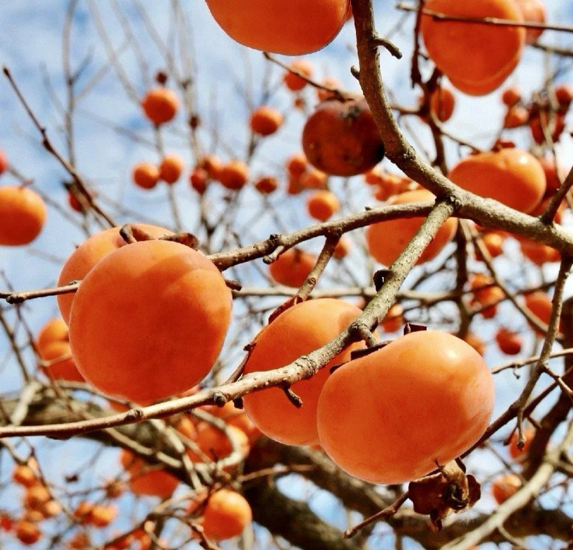 Persimmon Tree Cuttings for Rooting and Grafting - Diospyros kaki - High-Quality Fruit Tree Cuttings for Home Garden