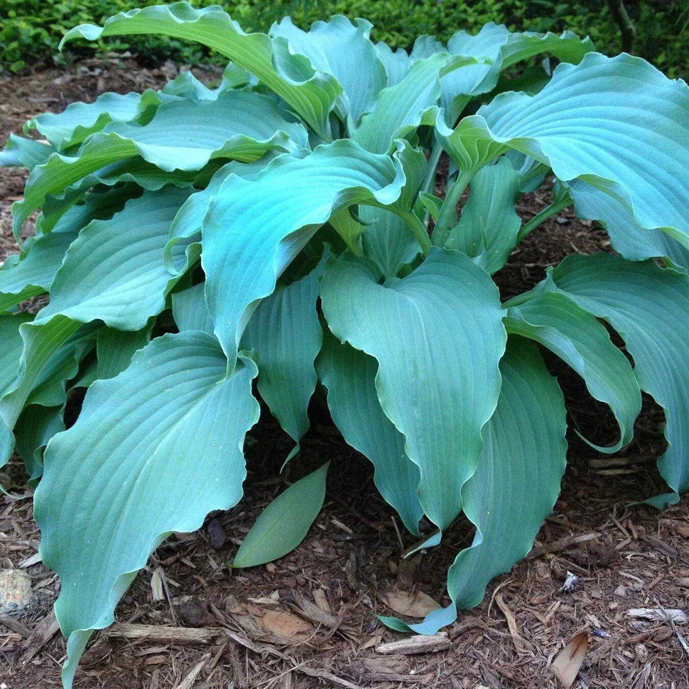 Hosta Plant in 5.25" Pot | Hosta Neptune | Shade-Loving Perennial | Hosta 'Neptune' | AHGA Hosta of the Year 2023