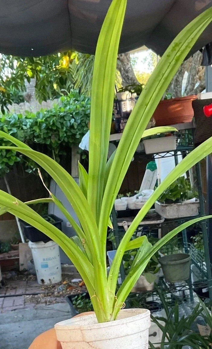 Live Cup Pandan Plant 6"-10" - Aromatic Leaves, Lá Dứa - Pandanus amaryllifolius - Ideal for Culinary Use & Indoor Gardening