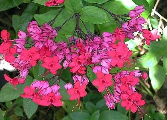Bleeding Heart Plant Starter - Java Red - Red & Purple Foliage - Clerodendrum Delectum - Rooted Starter Plant