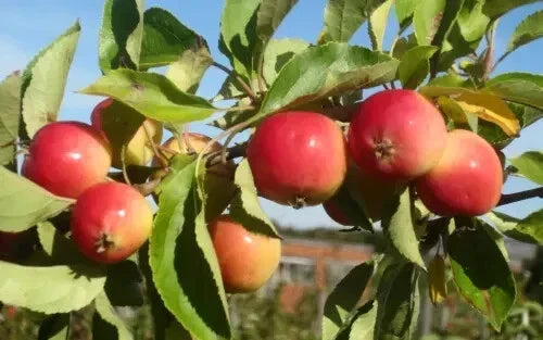 Jelly King Crabapple Seeds - 25+ Premium Seeds for Planting - Malus coronaria - Attracts Bees & Butterflies