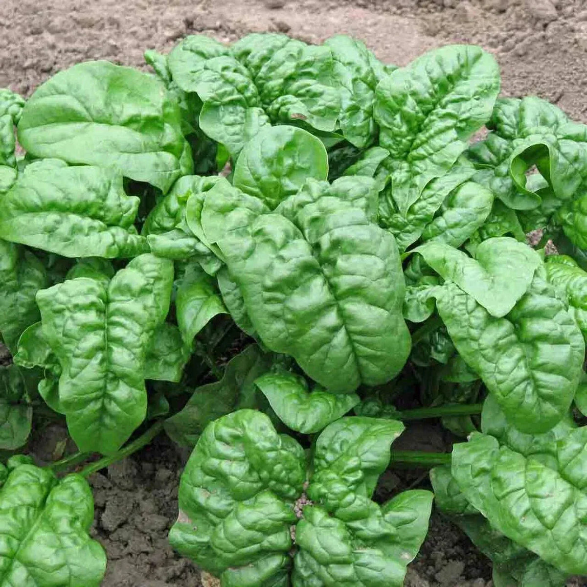 Giant Noble Spinach Seeds - Bulk Non-GMO Heirloom Seeds for Planting - Spinacia oleracea - Ideal for Garden & Cooking