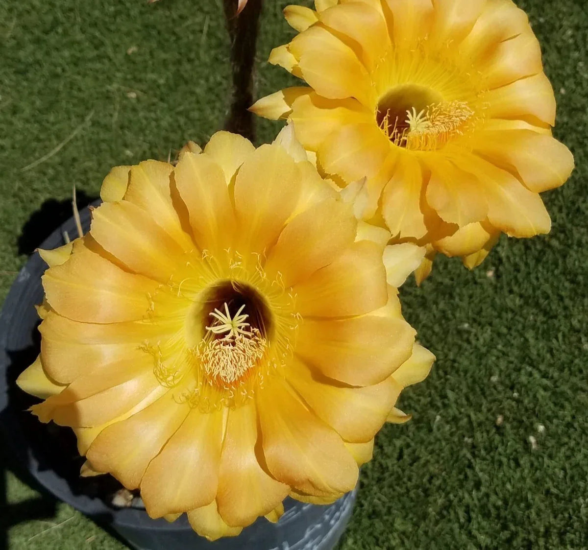 Blooming Cactus Plant - Rooted Offset - Echinopsis Hybrid "High Noon" - Colorful Flowering Cactus for Indoor/Outdoor Display