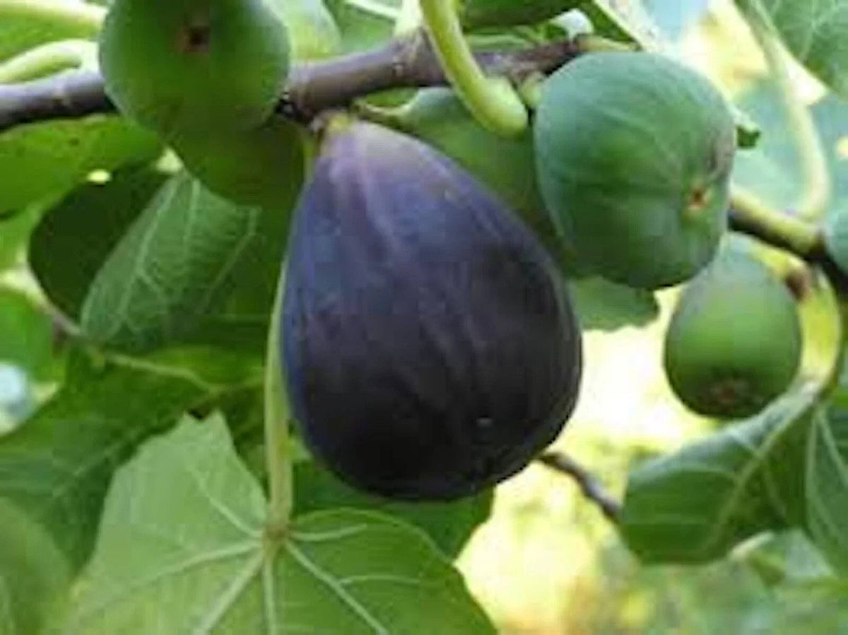 Black Mission Fig Tree Starter Plant 3 Pack - Ficus Carica - Everbearing Edible Fruit - Large Lobed Leaves