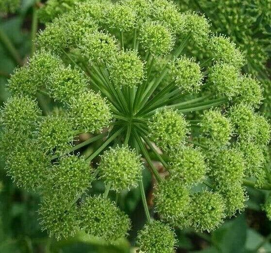 Angelica Seeds 100+ Pack for Growing Archangelica Herb - Culinary Use - Archangelica officinalis - Free Shipping