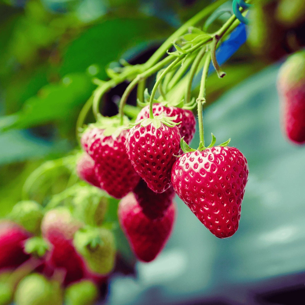 Keepsake Strawberry Roots - Bare Root Plants - Everbearing Variety - Fragaria × ananassa - Sweet Strawberries for Home Gardens