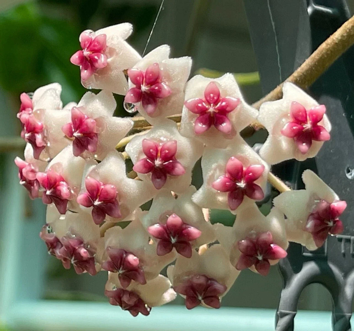 Hoya Obovata Splash Live Plant - 8-Inch Rare Houseplant, Indoor Tropical Plant (Hoya obovata) - Unique Variegated Foliage