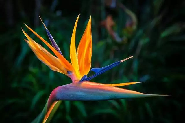 Bird of Paradise Flower Seeds - 5 Seeds - Strelitzia reginae - Exotic Tropical Garden Plant