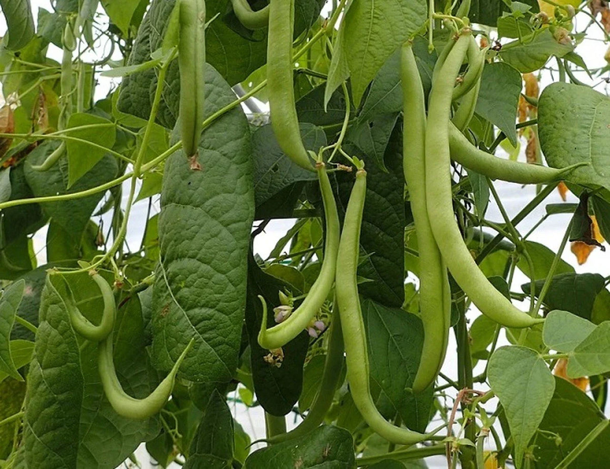 Strike Bush Green Bean Seeds, NON-GMO, Heavy Yields, Phaseolus vulgaris, Compact Variety for Small Spaces