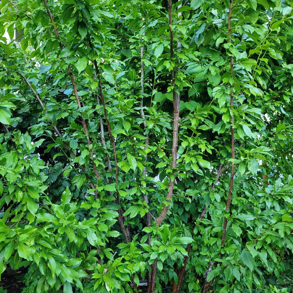Elephant Heart Plum Cuttings - 5 Unrooted Fresh Cuttings - Prunus Salicina - Ideal for USDA Zones 5-9 - Sweet Heart-Shaped Plums