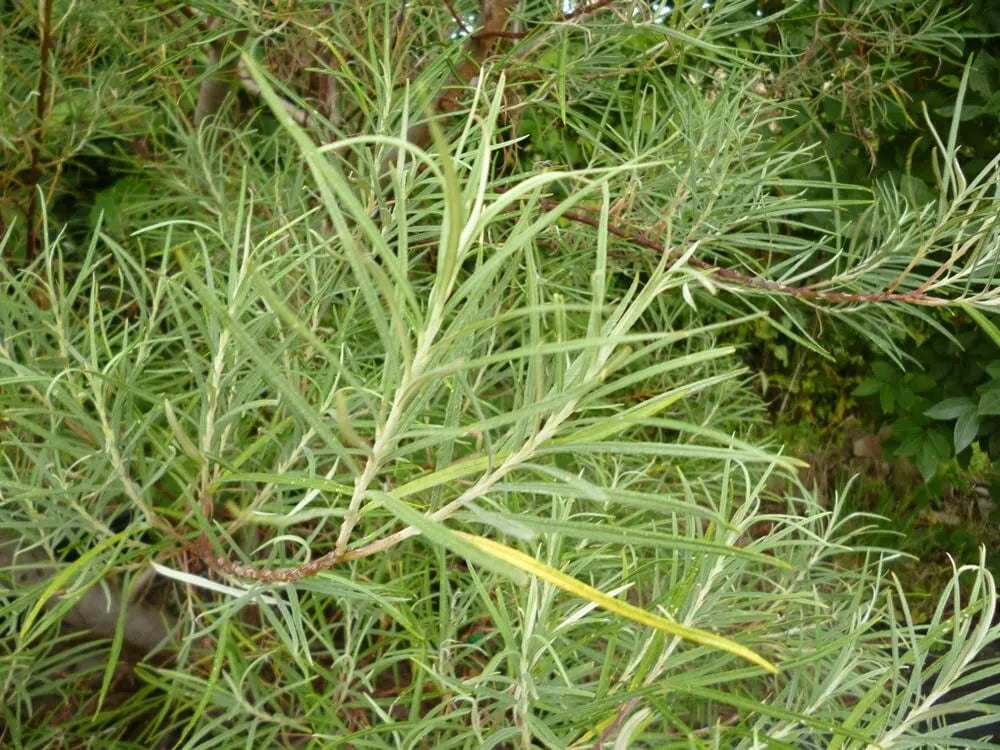 50 Rosemary Willow Tree Cuttings - Salix rosmarinifolia - Ideal for Landscape & Privacy Screens, Low-Maintenance, Fast-Growing