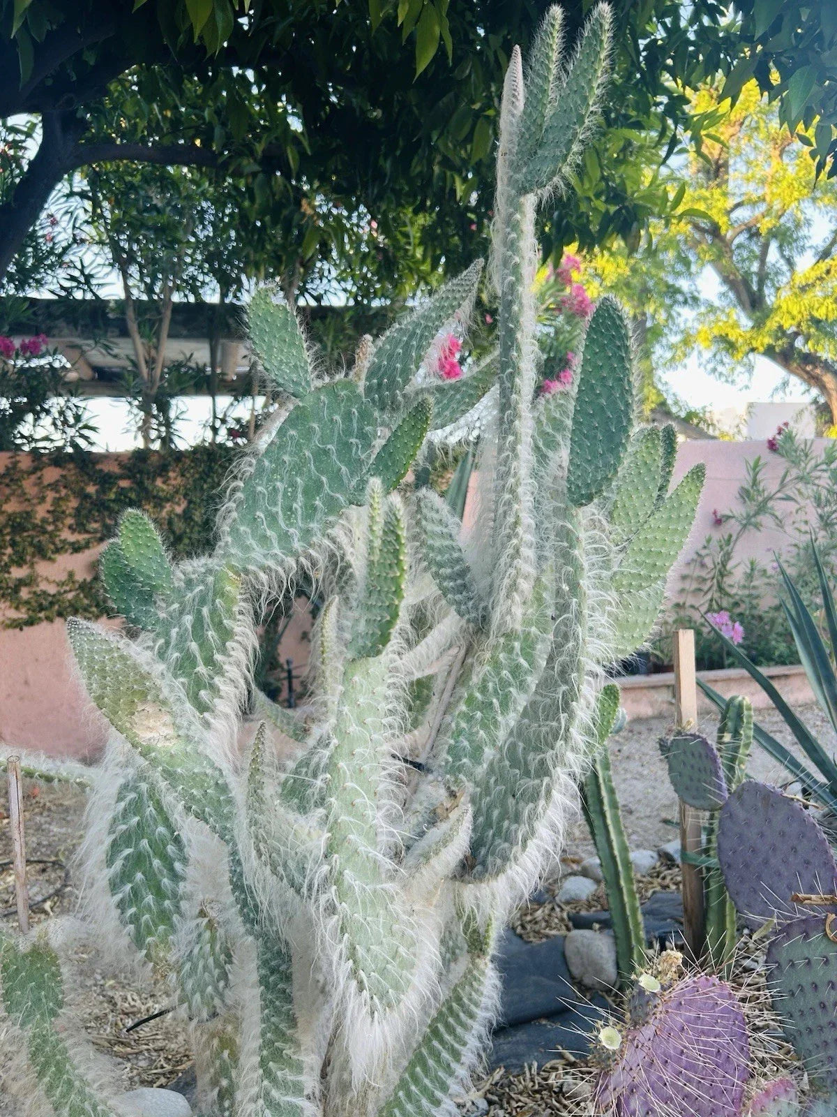 Hairy Cactus Cuttings - 5 Pads Snow Opuntia Old Man Fuzzy Plant - Opuntia microdasys - Indoor/Outdoor Garden Decor
