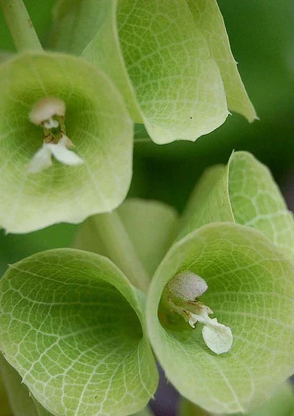 Bells of Ireland Flowers - Dried & Fresh - Bell-Shaped Bracts - Moluccella laevis - Perfect for Floral Designs & Arrangements