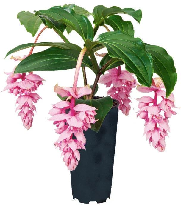 Rare Medinilla Magnifica Starter Plant - 4-Inch Live Rooted Royal ZENZ Tropical Houseplant - Medinilla magnifica