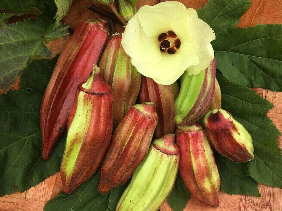 Texas Hill Country Red Okra Seeds - Heirloom NON-GMO - 100+ Seeds - Abelmoschus esculentus - Vibrant Culinary Vegetable