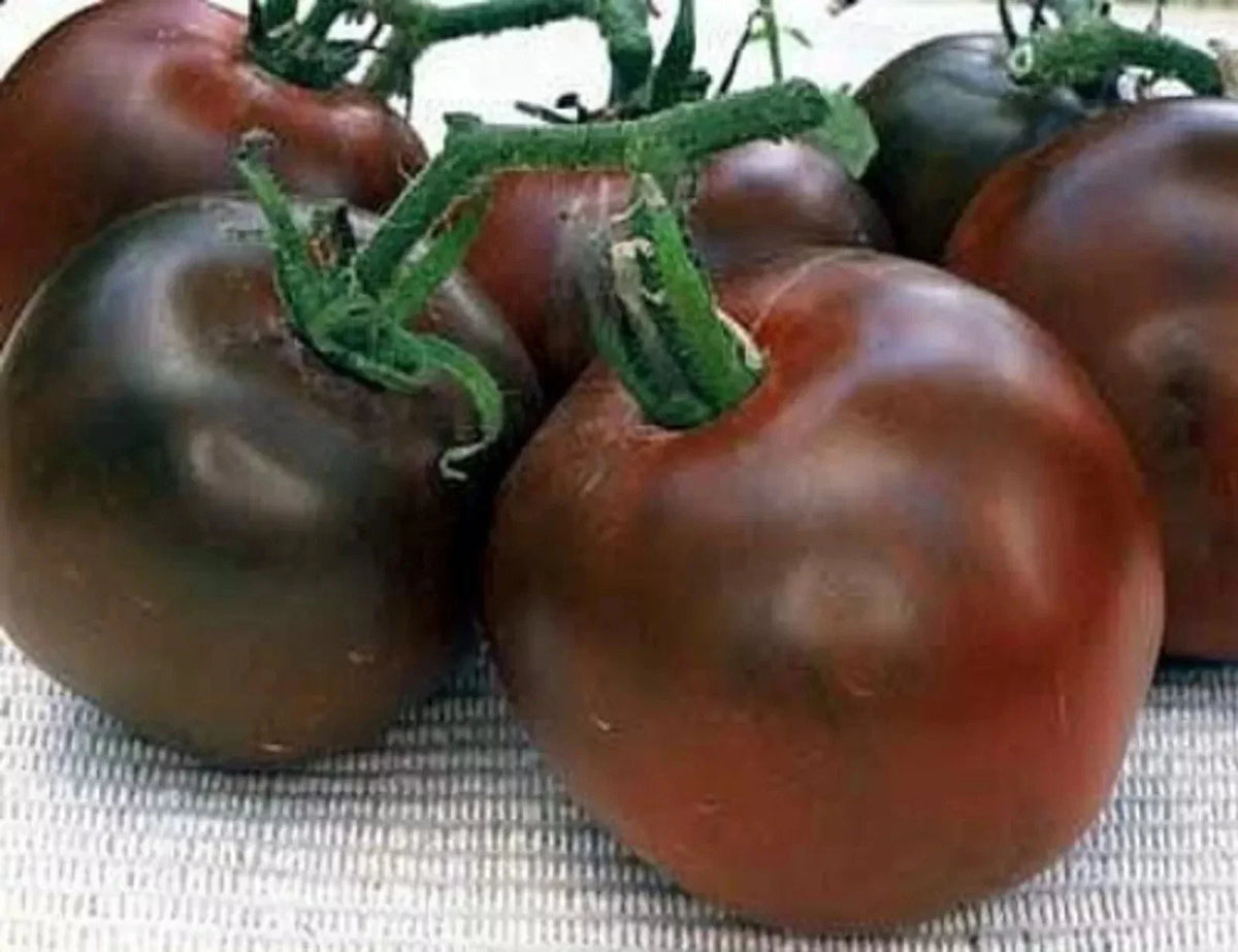 Black Prince Tomato Seeds - 10+ Heirloom Organic Seeds - Solanum lycopersicum - Unique Dark Red Variety for Home Gardening