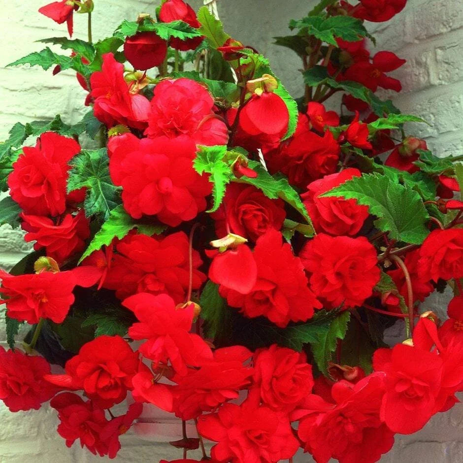Begonia Seeds - 1000 Seeds - Glory Hot Tip Red - Begonia x tuberhybrida - Vibrant Red Blooms for Indoor/Outdoor Gardening