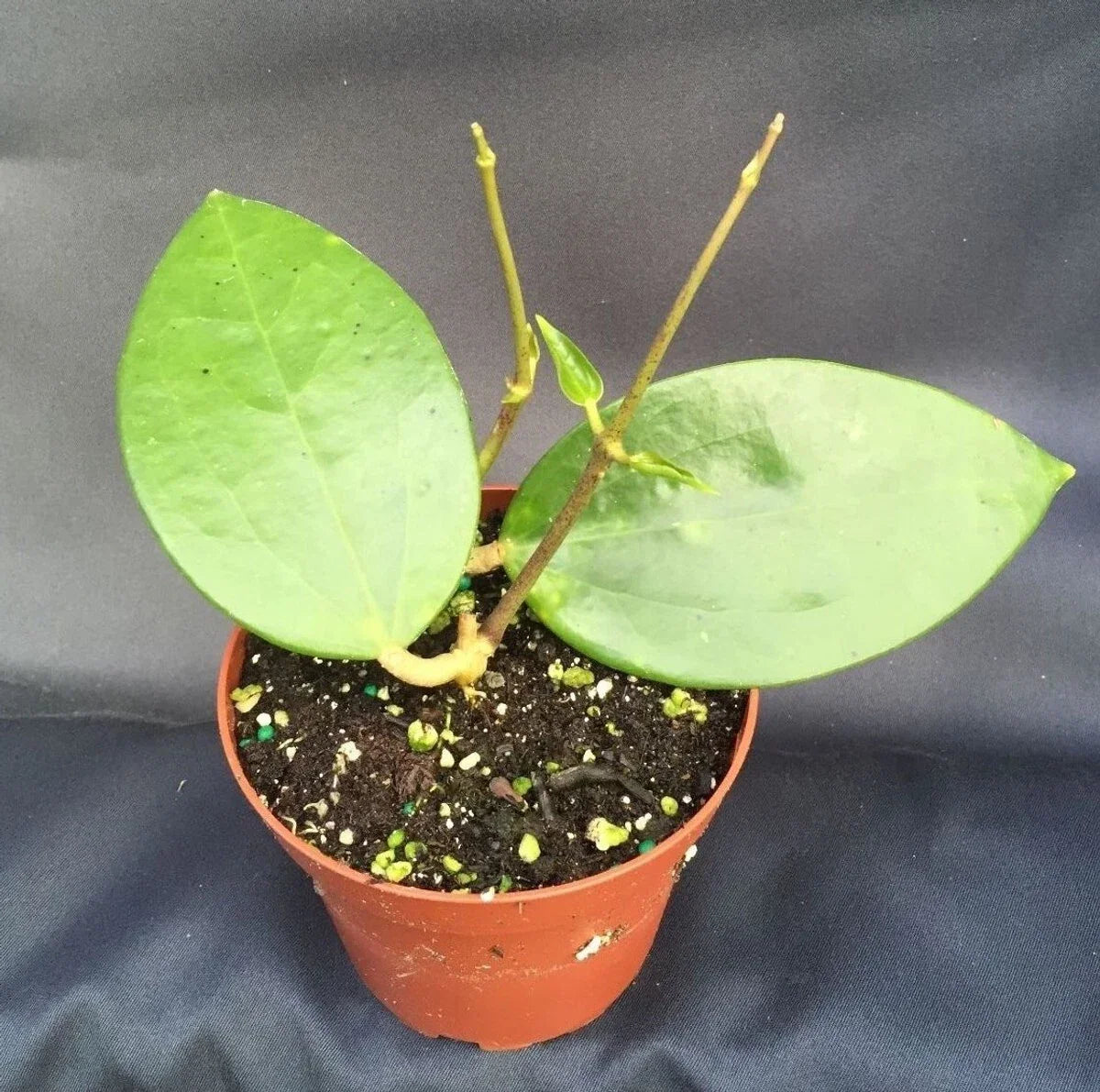 Rare Hoya pottsii Rooted Plant 3" Pot - Unique Trailing Indoor Plant with Waxy Green Leaves - Hoya pottsii