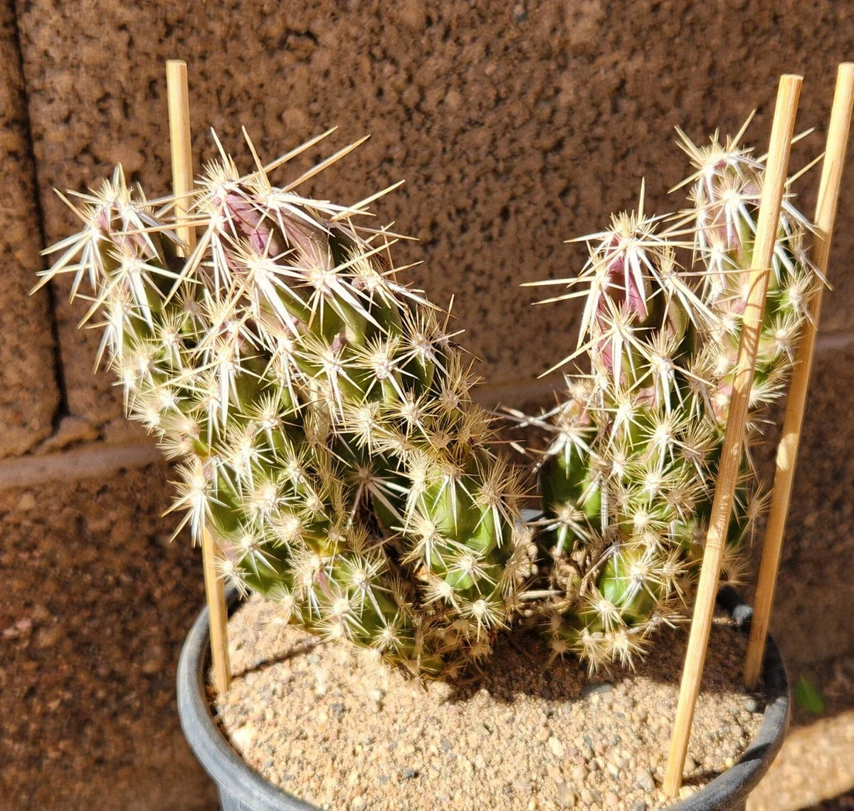 Live Cactus Cutting - Grusonia Clavata Club Cholla - Drought-Tolerant Succulent for Indoor/Outdoor Gardens - Unique Segment