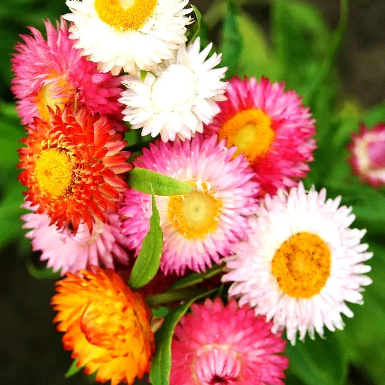 Strawflower Seeds - 50 Count Spring Mix, Drought Tolerant Perennial, Xerochrysum bracteatum, USA Grown
