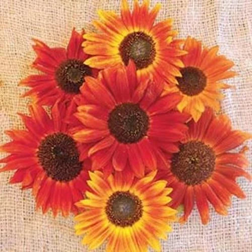 Sunflower Seeds for Planting | 50+ Count | Evening Sunset Blend | Helianthus annuus | Orange Yellow Varieties