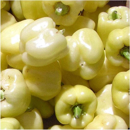 White Bell Sweet Pepper Seeds 20+ Count, Capsicum Annuum, Non-GMO Vegetable Seeds for Home Garden, Fresh Cooking