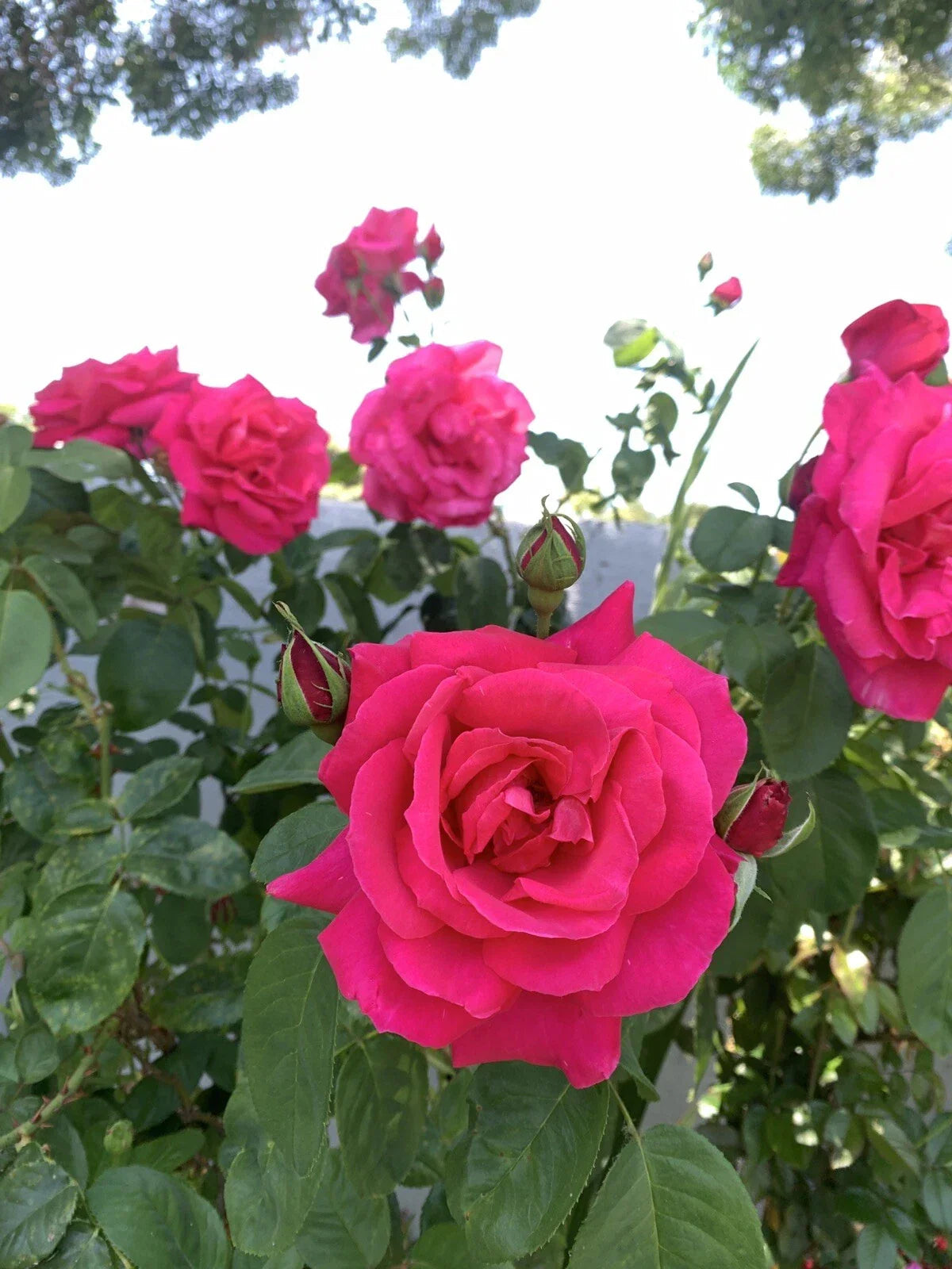 Bright Pink Rose Cuttings, 6 Inch Logs, Fragrant Variety, Rosa spp., No Roots, Perfect for Gardening & Propagation