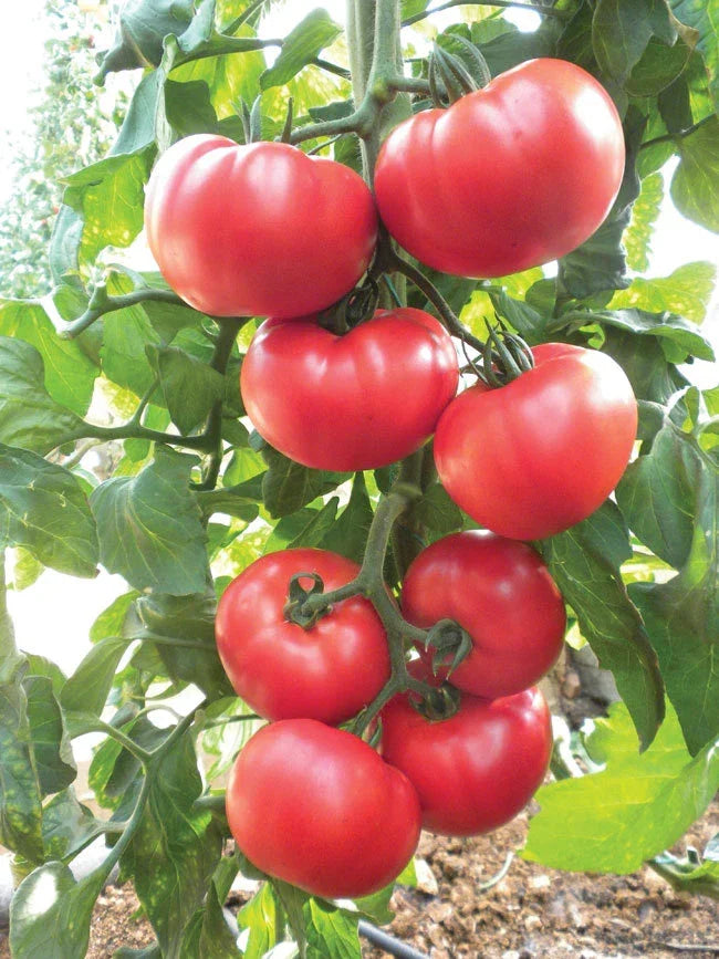 Beefsteak Heirloom Tomato Seeds - NON-GMO Slicing Variety, Solanum lycopersicum - Organic Home Gardening Seeds