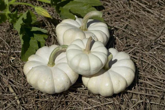 Gooligan Pumpkin Seeds - Pack of 20 - Cucurbita pepo - Premium Quality for Home Gardening and Culinary Use