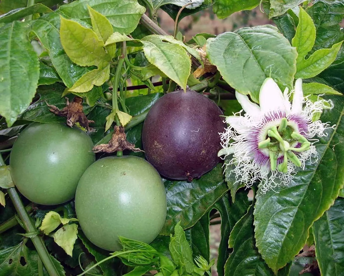 Passion Fruit Seeds - 20+ Seeds - Passiflora edulis - Tropical Home Gardening Variety for Sweet, Aromatic Fruits