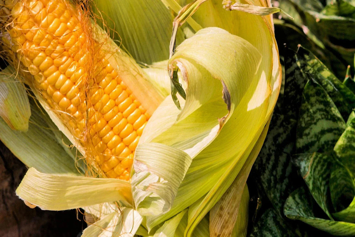 Bantam Sweet Corn Seeds - Heirloom Non-GMO - Zea mays - Ideal for Home Garden Planting - Compact Growth for Small Spaces