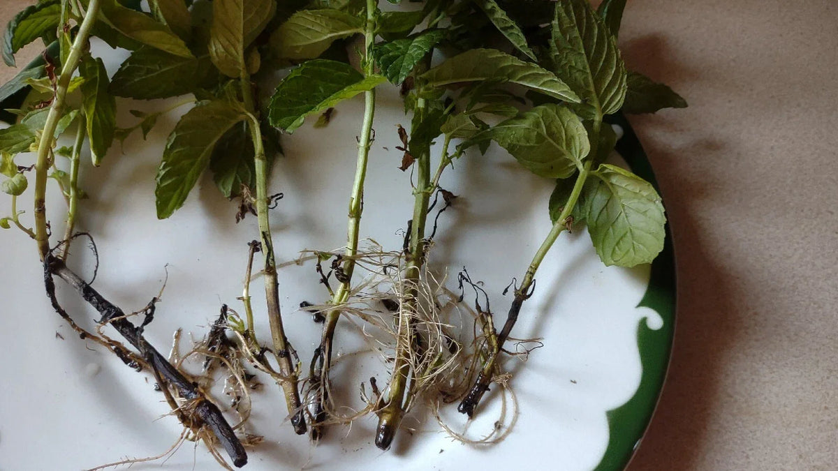 Mint Plant Cuttings 5+1 Free Organic Mojito Mentha Villosa Rooted 3-6" Easy Grow Perennial for Zones 5-9
