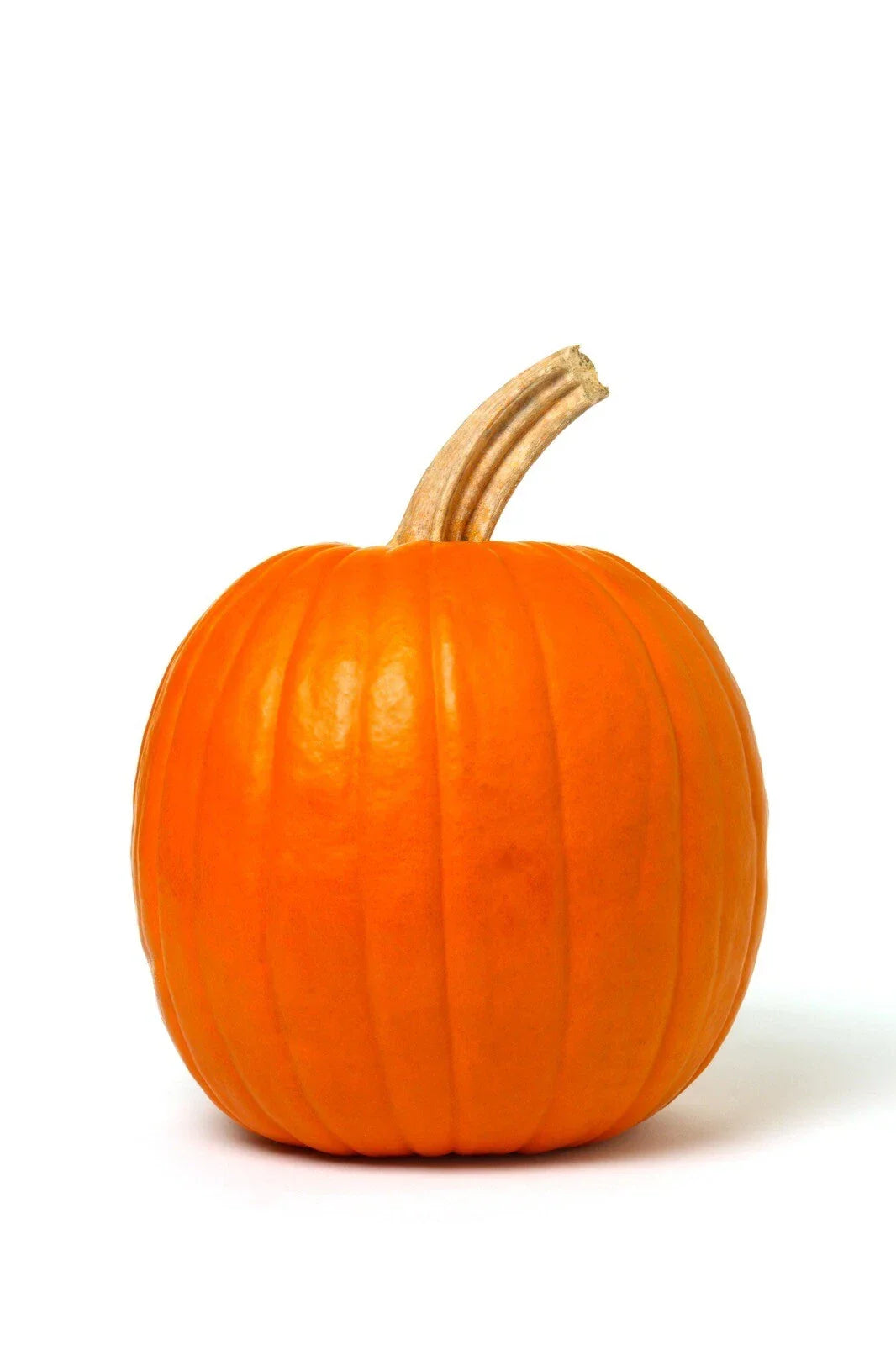 Mammoth Gold Giant Pumpkin Seeds - 20 Heirloom Non-GMO Seeds - Cucurbita maxima - Ideal for Competitions and Fall Decor