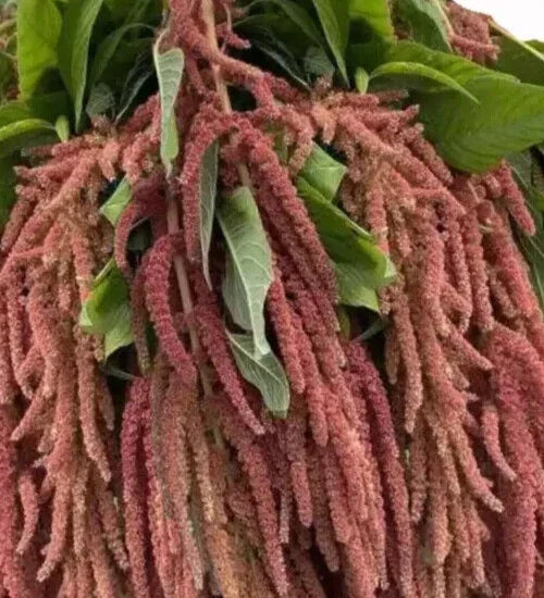 Amaranthus Seeds - 35 Coral Fountains Seeds - Amaranthus caudatus - Non-GMO, Vibrant Coral-Red Plumes for Garden or Containers