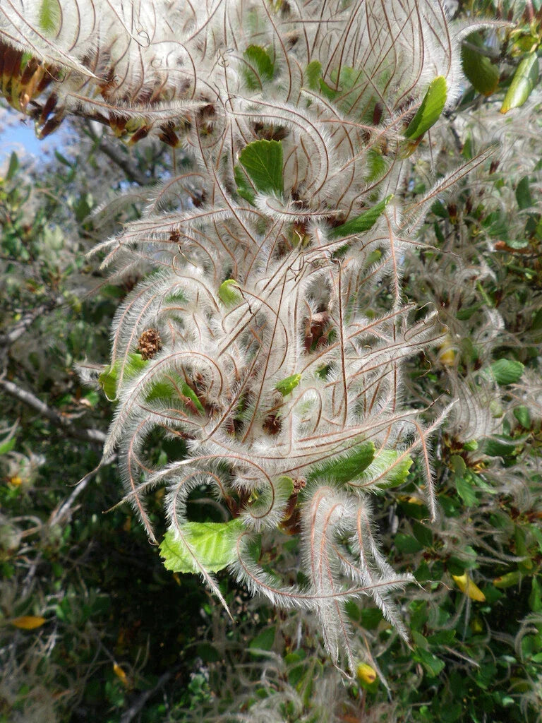 Mountain Mahogany Seeds, 30 Count, Drought-Tolerant Native Plant, Cercocarpus montanus for Landscaping and Restoration
