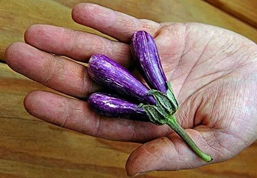 Mini Eggplant Seeds - 25 Pack - Little Fingers Heirloom, Non-GMO, Solanum melongena, Ideal for Gardens and Containers