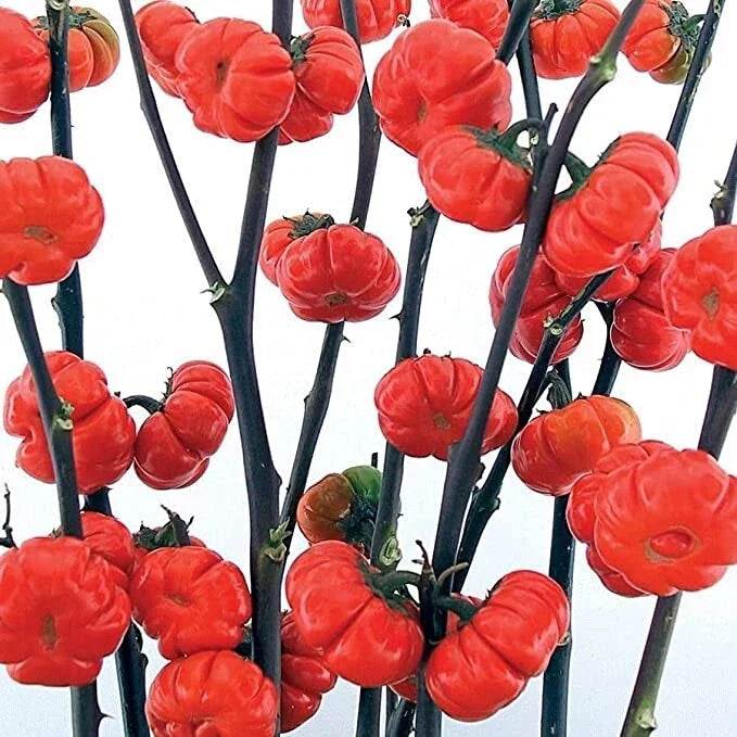 Pumpkin on a Stick Eggplant Seeds - 10 Pack - Unique Solanum integrifolium - Decorative Miniature Pumpkin Plants for Garden