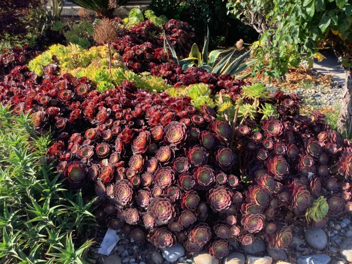 Large Aeonium Cuttings 6" Wide - Unrooted Succulent Cuttings for Propagation - Aeonium spp. - Perfect for Gardening and Arrangements