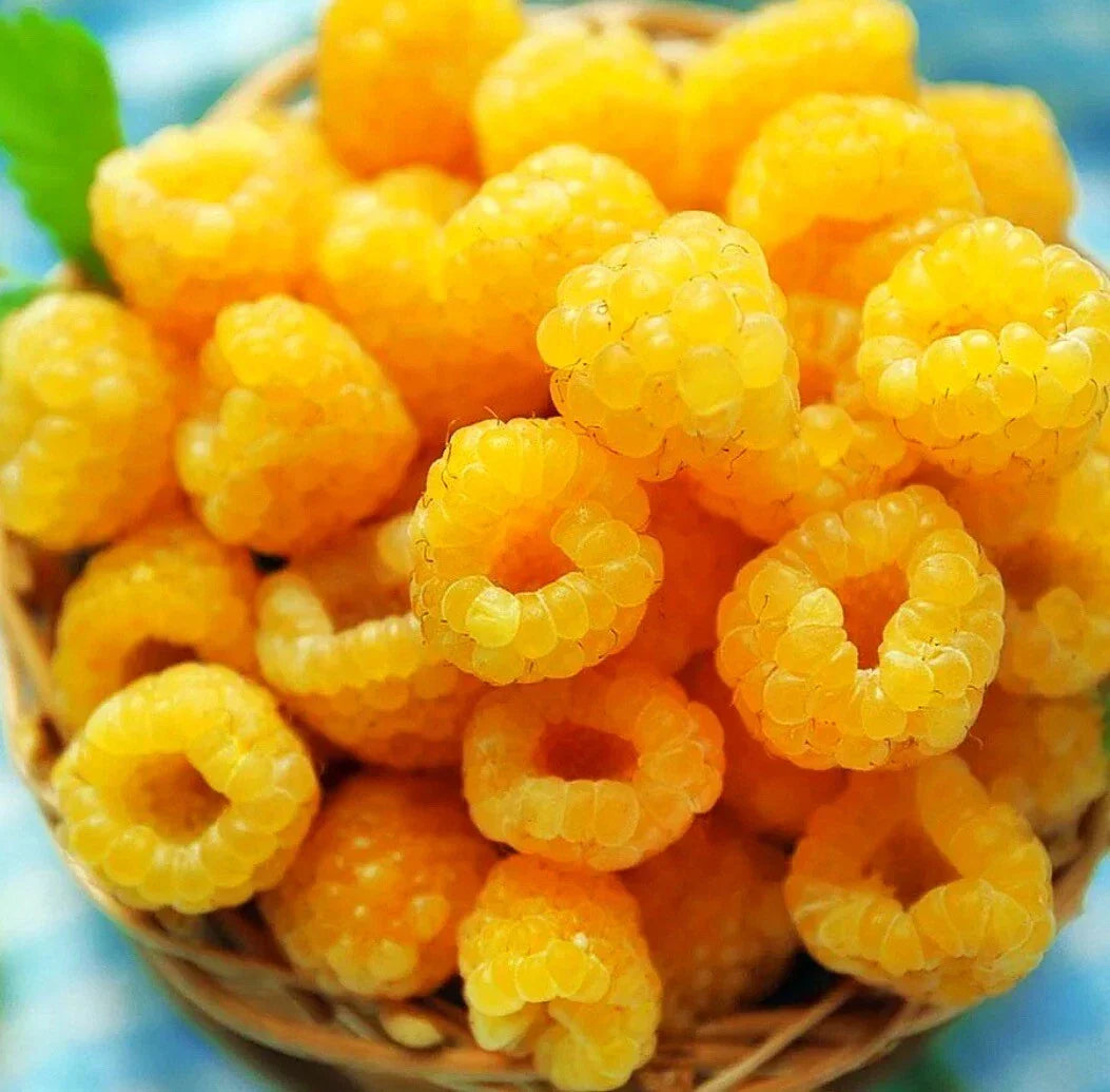 Raspberry Plants - 4 Live Plants - Fall Gold Variety - Rubus idaeus 'Fall Gold' - Sweet Golden Raspberries for Home Gardens