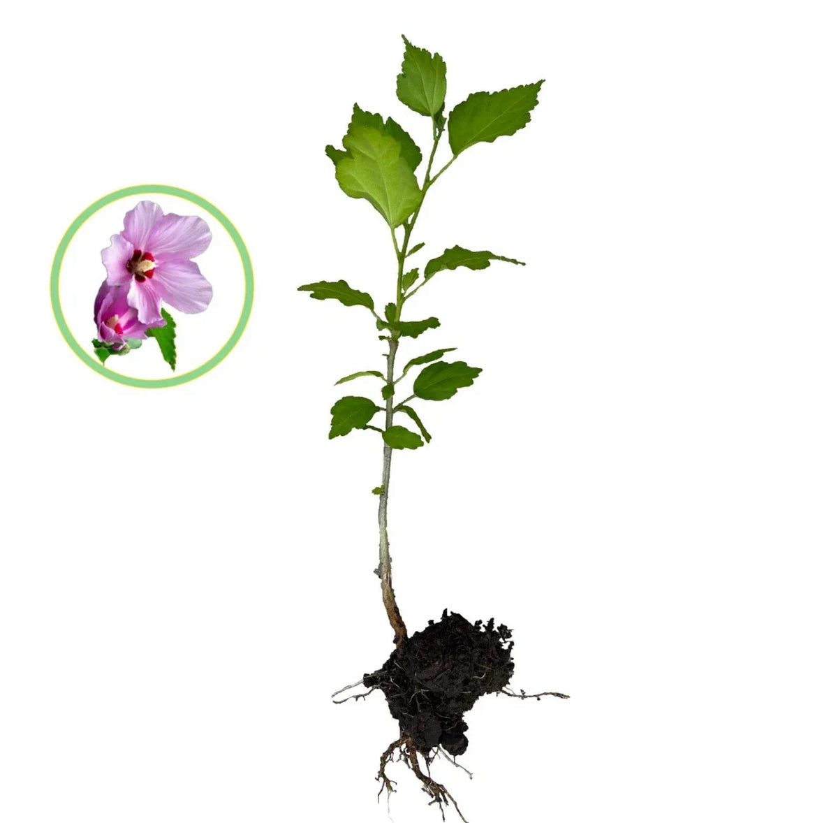 Rose of Sharon Hibiscus Live Plant - 1FT Organic Starter Bush - Hibiscus syriacus - Colorful Pollinator Attractor