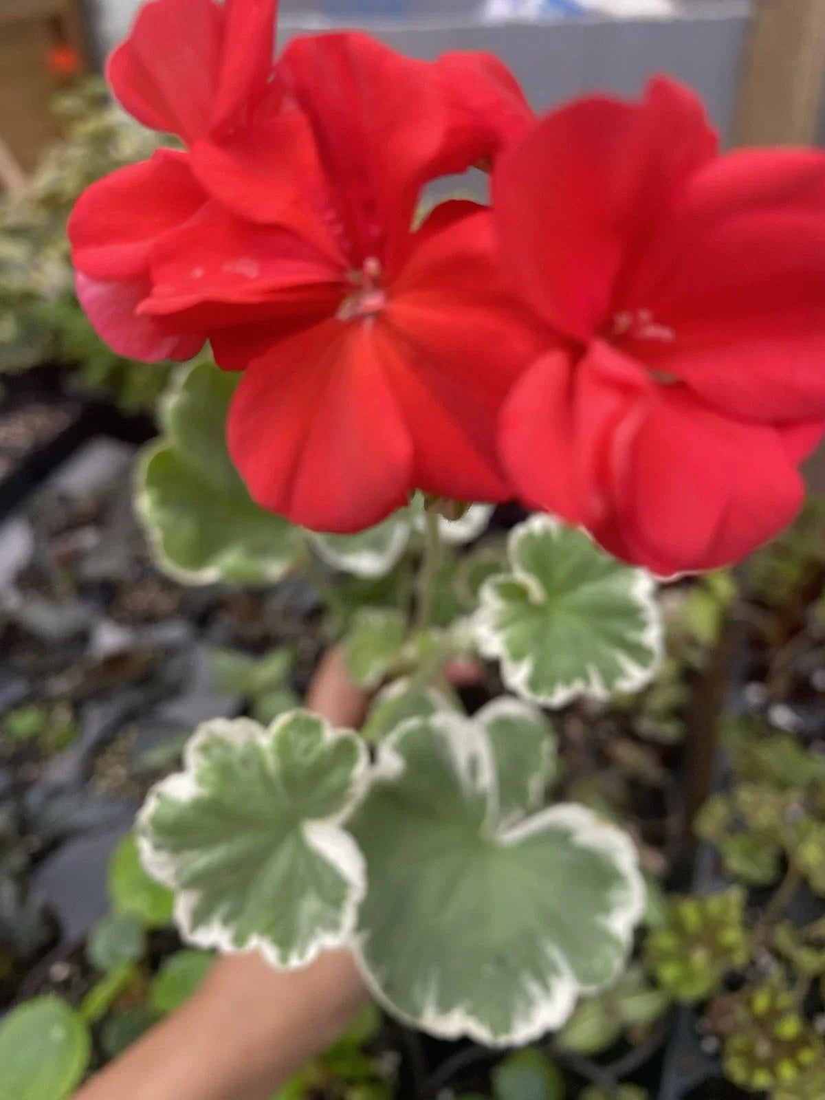 Horseshoe Geranium Plant - Bare Root - Madame Languth Zonal Geranium - Pelargonium ‘Madame Languth’ - Vibrant Pink Flowers