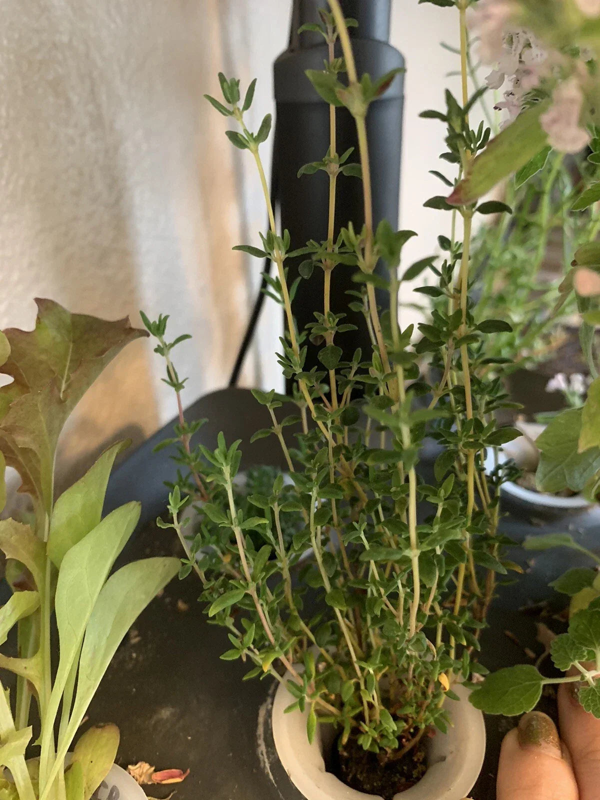 Thyme Heirloom Seeds - 100 Organic Non-GMO Culinary Herb - Thymus vulgaris - Perfect for Gardening and Flavor Enhancement