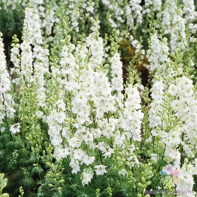 White King Delphinium Seeds - 200+ Pack - Delphinium elatum - USA Grown Perennial for Garden Planting - Attracts Pollinators