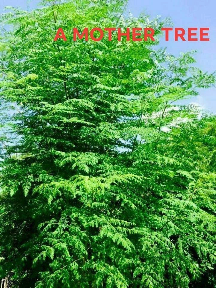 Moringa Oleifera Cutting - 1" Dia Drumstick Stem - Miracle Tree of Life - Fast-Growing Perennial Plant for Home Gardens